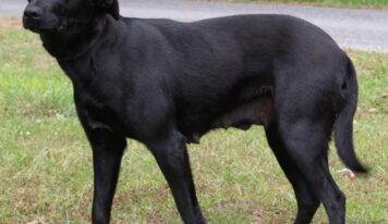 Shy lab mix: April seeks patient, loving forever home