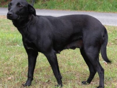 Shy lab mix: April seeks patient, loving forever home