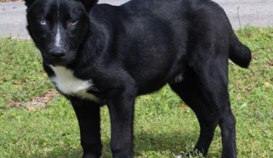 Regal, loyal shepherd-husky mix ‘Skunk’ seeks active home through PAHS