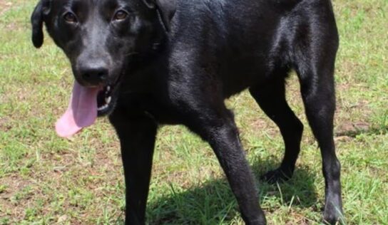 Gentle, shy 3-year-old lab mix Bonita seeks loving home