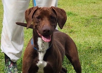 Playful, high-energy lab/hound mix Jiffy seeks active home
