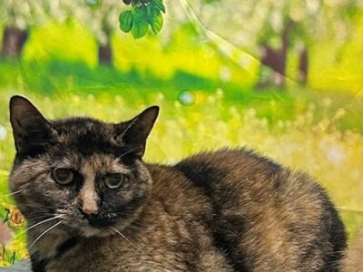 Sweet indoor cat Boo seeks dog-free home