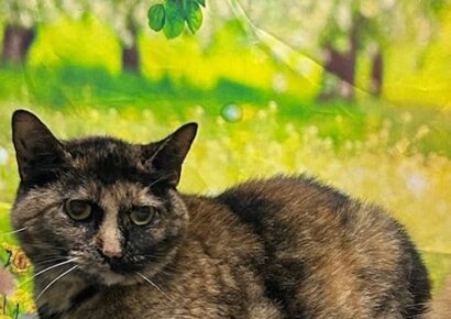 Sweet indoor cat Boo seeks dog-free home