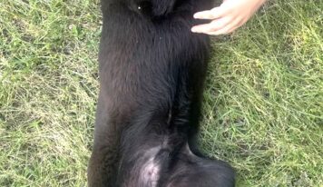 Meet Ed: Belly-rub loving lab mix ready for a forever home