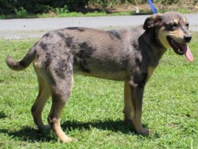 Katie, six-month-old Catahoula mix, seeks forever home