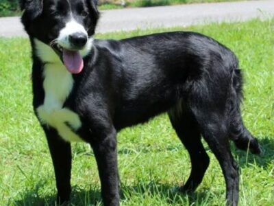 Border Collie mix Snowflake ready for her forever home