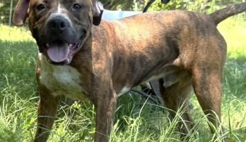 Playful Pollie ready for family to call her own