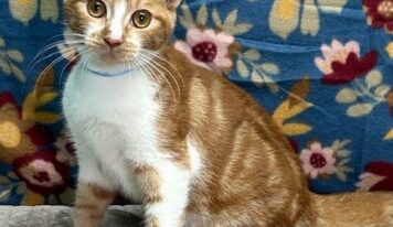 After nearly a year in shelter, Mochi still waiting for forever home