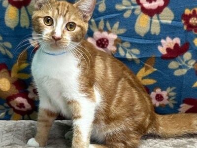 After nearly a year in shelter, Mochi still waiting for forever home