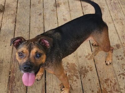 Happy-go-lucky Cubbie hopes to find a new forever home