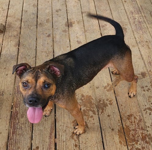 Happy-go-lucky Cubbie hopes to find a new forever home
