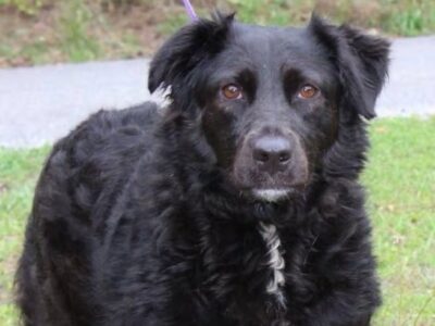 Meet Ellie: sweet 6-year-old spaniel mix ready for adoption