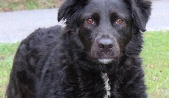 Meet Ellie: sweet 6-year-old spaniel mix ready for adoption