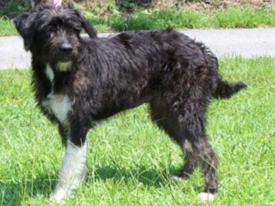 Noodle, friendly terrier mix, seeks forever home after being found as stray